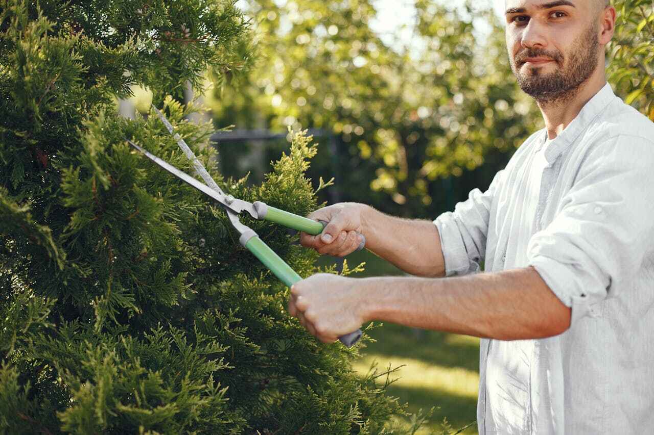 Dead Tree Removal in Merlin, OR